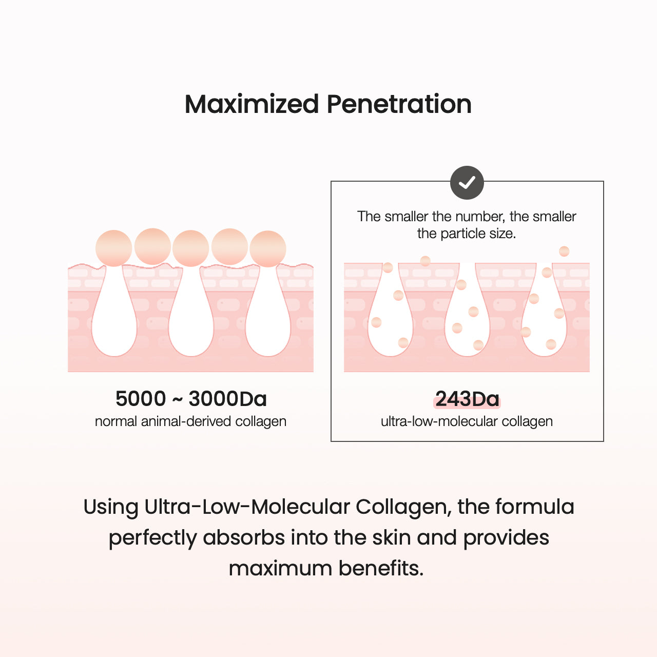 biodance-collagen-ampulle-gesichtsserum-peptide-poren-straffend image 7